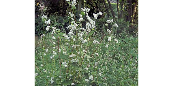 Gryka siewna (Fagopyrum esculentum,