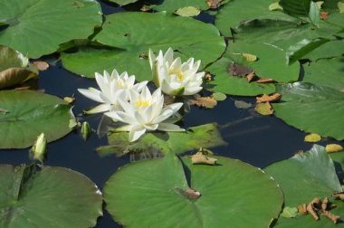 Grzybienie białe (Nymphaea alba)