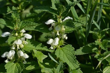 Jasnota biała (Lamium album L.)