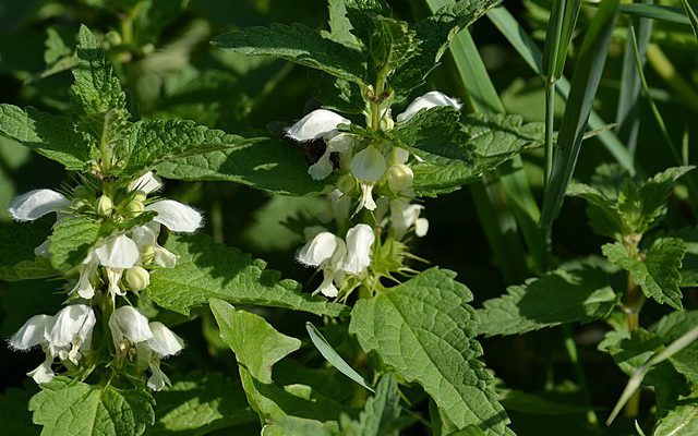 Jasnota biała (Lamium album)