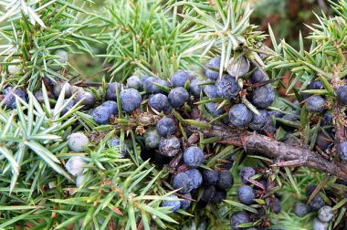 Jałowiec pospolity (Juniperus communis)