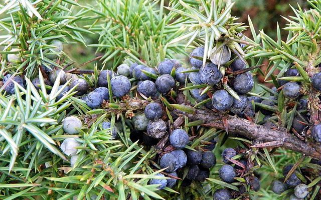 Jałowiec pospolity (Juniperus_communis)