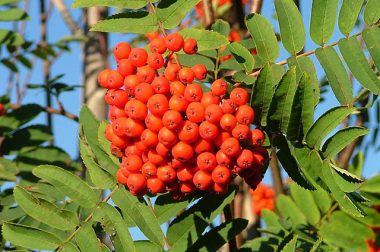 Jarząb pospolity (Sorbus aucuparia)