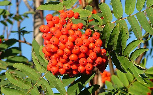 Jarząb pospolity (Sorbus aucuparia)