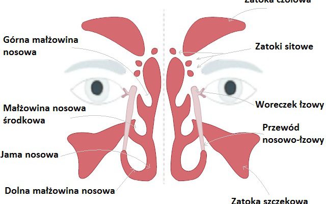 przewlekłe zapalenie zatok - budowa i położenie zatok przynosowych