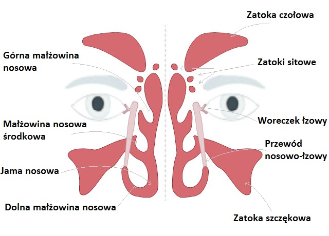 Schemat budowy zatok - przewlekłe zapalenie zatok