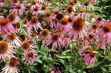 Jeżówka purpurowa (Echinacea purpurea L.)