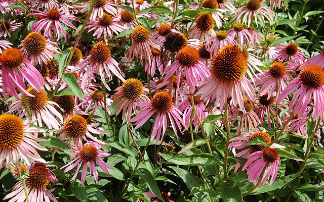 Jeżówka purpurowa (Echinacea purpurea