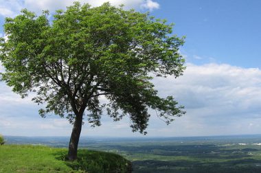 Jesion wyniosły (Fraxinus excelsior L.)