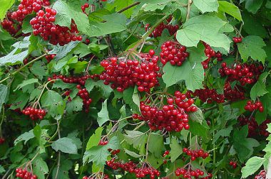 Kalina koralowa (Viburnum Opulus L.)