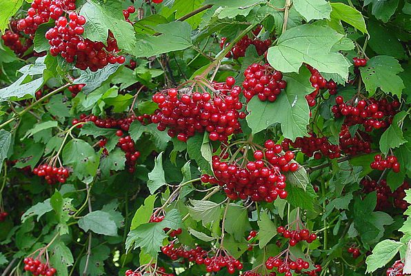 Kalina koralowa (Viburnum Opulus)