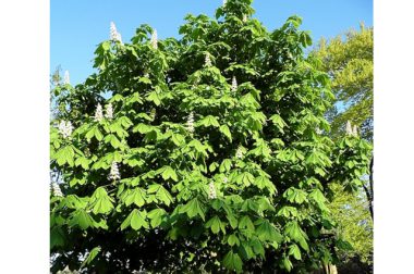 Kasztanowiec zwyczajny (Aesculus hippocastanum)