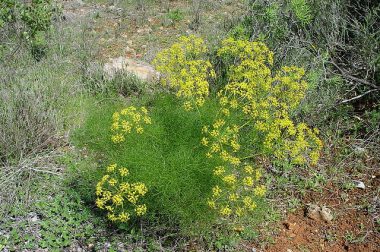 Koper włoski (Foeniculum vulgare)