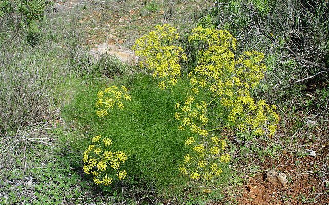 Koper włoski (Foeniculum vulgare)