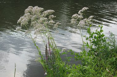 Kozłek lekarski (Valeriana officinalis)