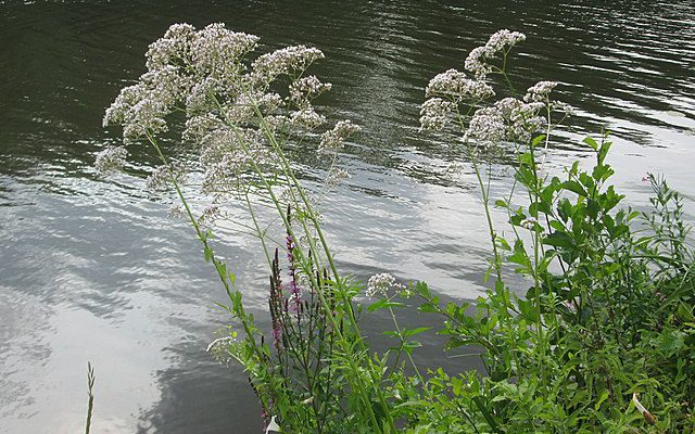 Kozłek lekarski (Valeriana officinalis)