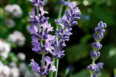 Lawenda wąskolistna (Lavendula angustifolia)