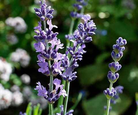 Lawenda wąskolistna (Lavandula angustifolia)