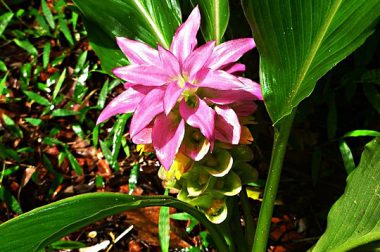 Ostryż długi (Curcuma longa)