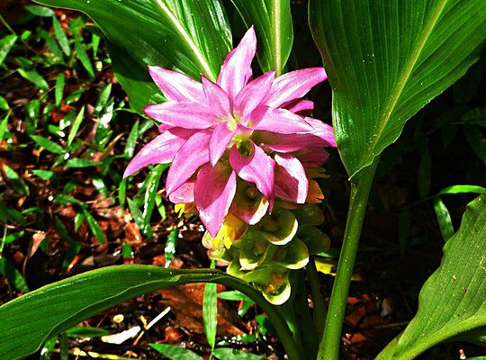 Ostryż długi (Curcuma longa)