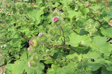 Łopian większy (Arctium lappa)