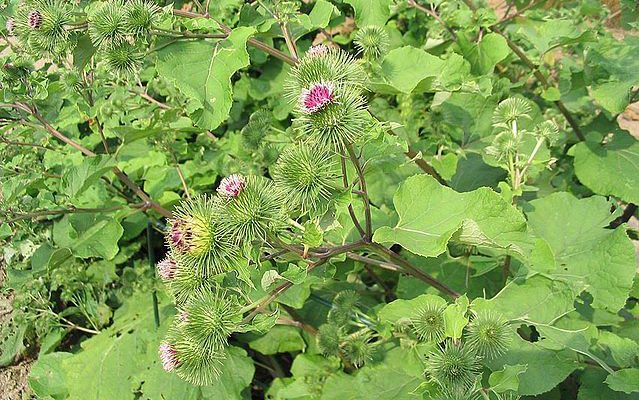 Łopian większy (Arctium lappa)