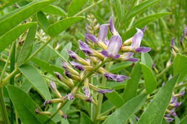 Lukrecja gładka (Glycyrrhiza glabra)