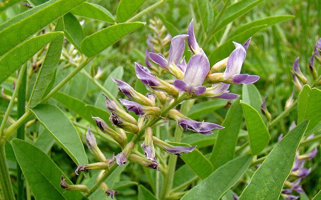 Lukrecja gładka (Glycyrrhiza glabra)