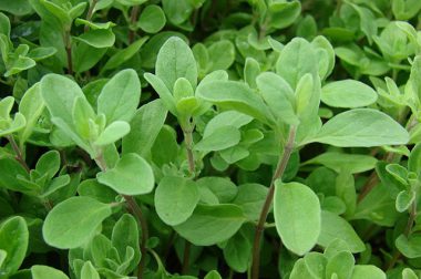 Lebiodka majeranek (Origanum majorana)