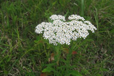 Krwawnik pospolity (Achillea millefolium)