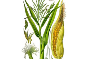 Kukurydza zwyczajna (Zea mays)