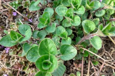 Lebiodka pospolita, Oregano (Origanum vulgare)