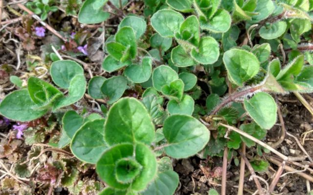 Lebiodka pospolita, Oregano (Origanum vulgare)