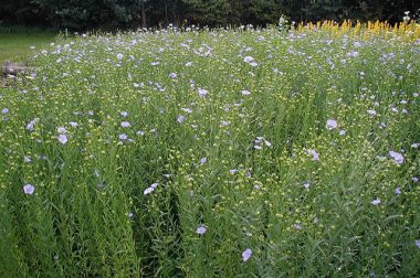 Len zwyczajny (Linum usitatissimum)