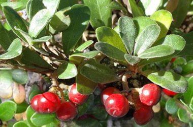 Mącznica lekarska (Arctostaphylos uva-ursi)