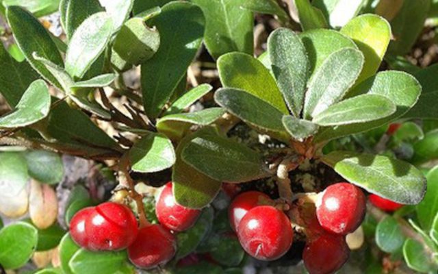 Mącznica lekarska (Arctostaphylos uva-ursi)