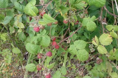 Malina właściwa (Rubus idaeus)