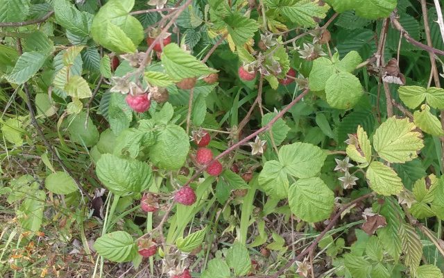 Malina właściwa (Rubus idaeus)