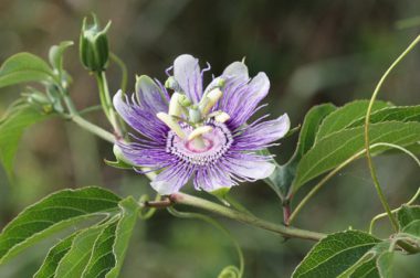 Męczennica cielista (Passiflora incarnata)