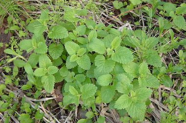 Melisa lekarska (Melissa officinalis)