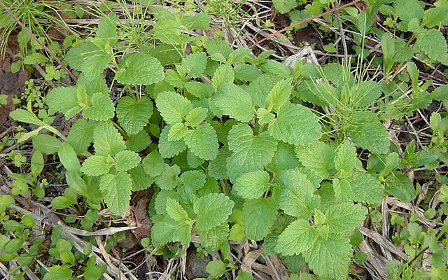 Melisa lekarska (Melissa officinalis)