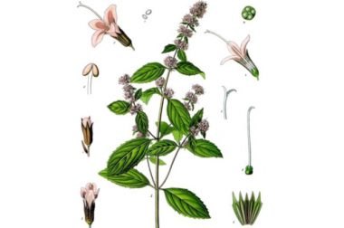 Mięta pieprzowa (Mentha piperita)