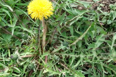 Mniszek lekarski (Taraxacum officinale)