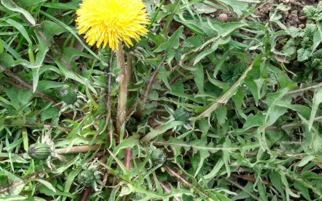 Mniszek lekarski (Taraxacum officinale)