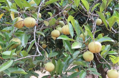 Muszkatołowiec korzenny (Myristica fragrans)