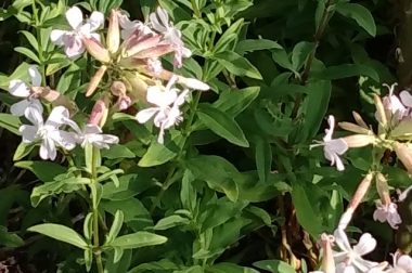 Mydlnica lekarska (Saponaria Officinalis)