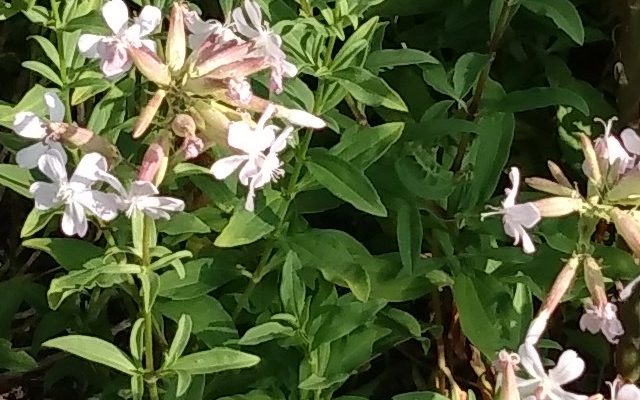 Mydlnica lekarska (Saponaria Officinalis)