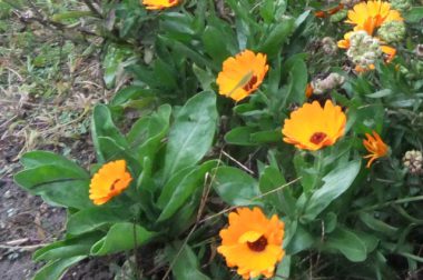 Nagietek lekarski (Calendula officinalis)