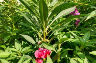 Niecierpek balsamina (Impatiens balsamina L.)