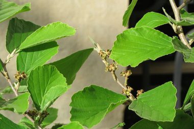 Oczar wirginijski (Hamamelis Virginiana)